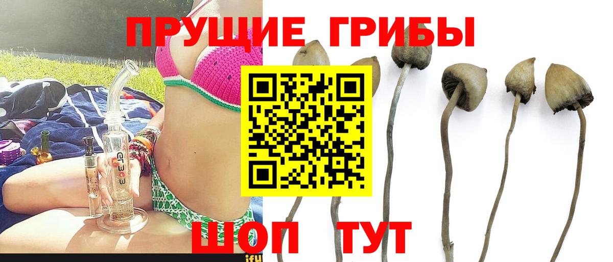 Галлюциногенные грибы прущие грибы Новосибирск
